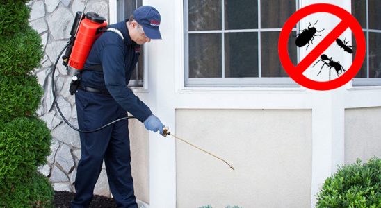 Kalabak Bit İlaçlama böcek ilaçlama ve haşere kontrolü — ilaclama-tr.com